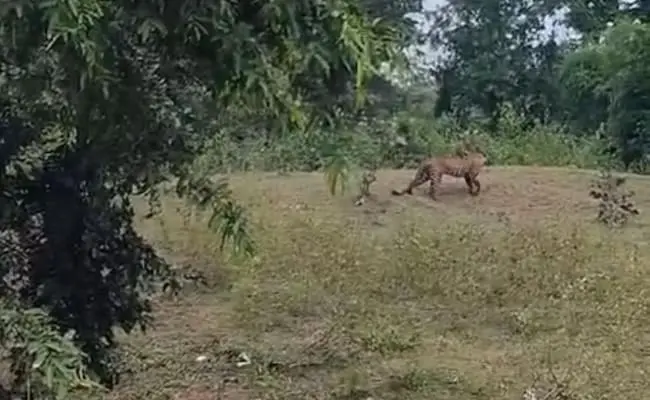 Wildlife Encounter Gone Wrong: Filming Leopard Leads to Brutal Attack
